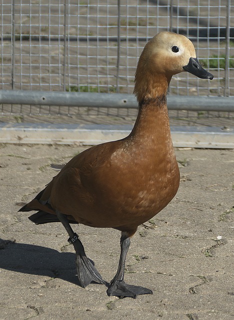 与执行力直